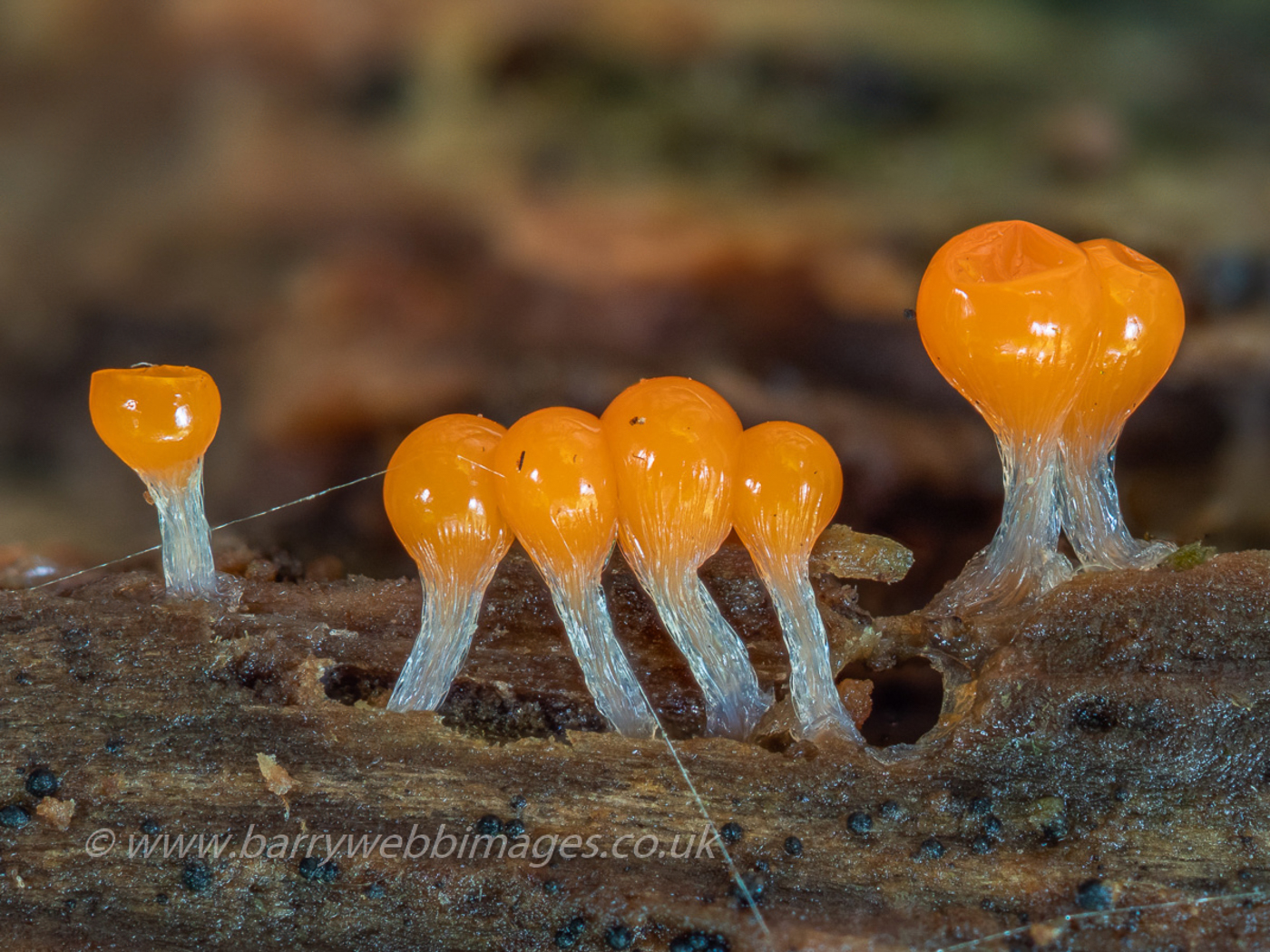 Photo © Barry Webb Hemitrichia serpula by Barry Webb